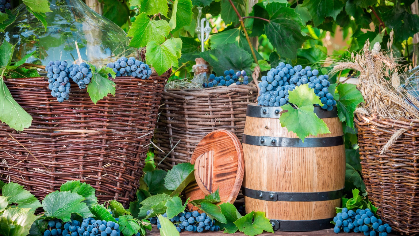 Корзины с синим виноградом и бочкой для вина