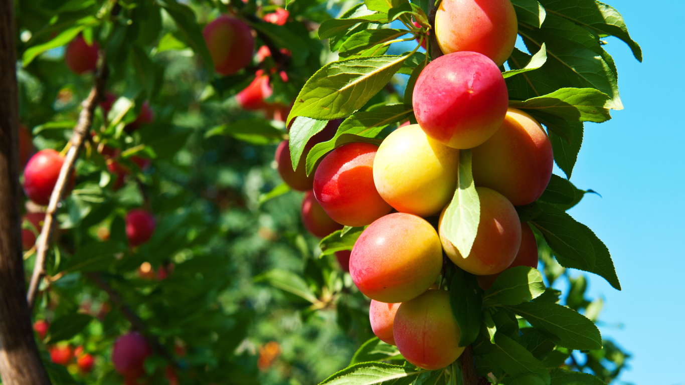 Спелая сочная алыча на ветке