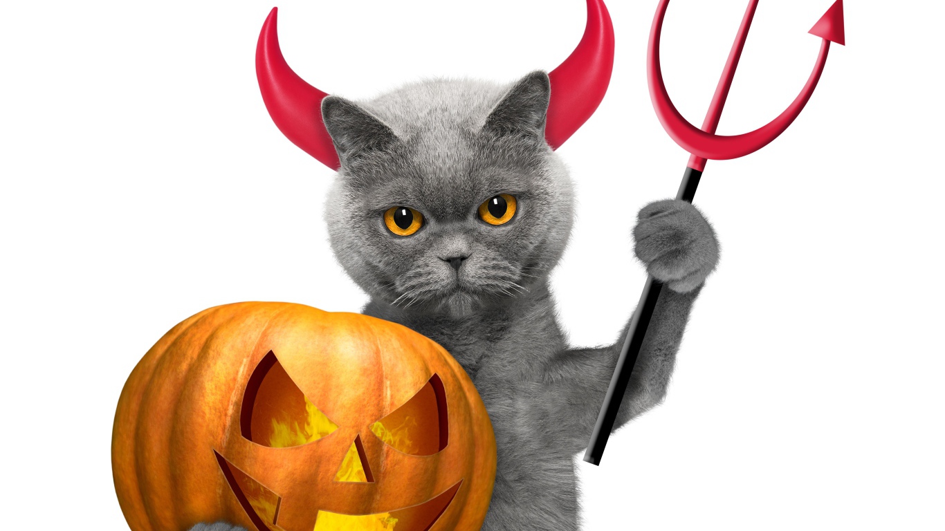 Кот с тыквой на белом фоне в костюме на Хэллоуин