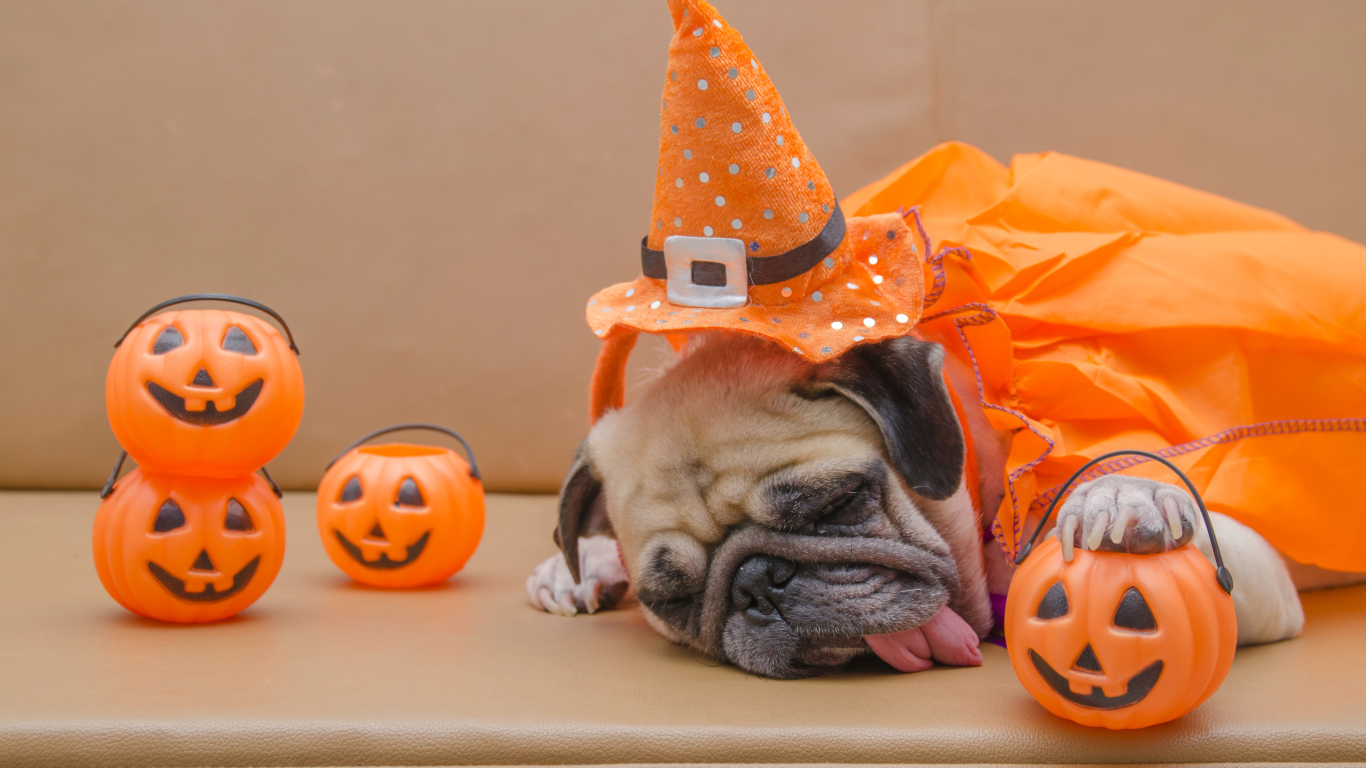 Спящий мопс с высунутым языком на праздник Хэллоуин