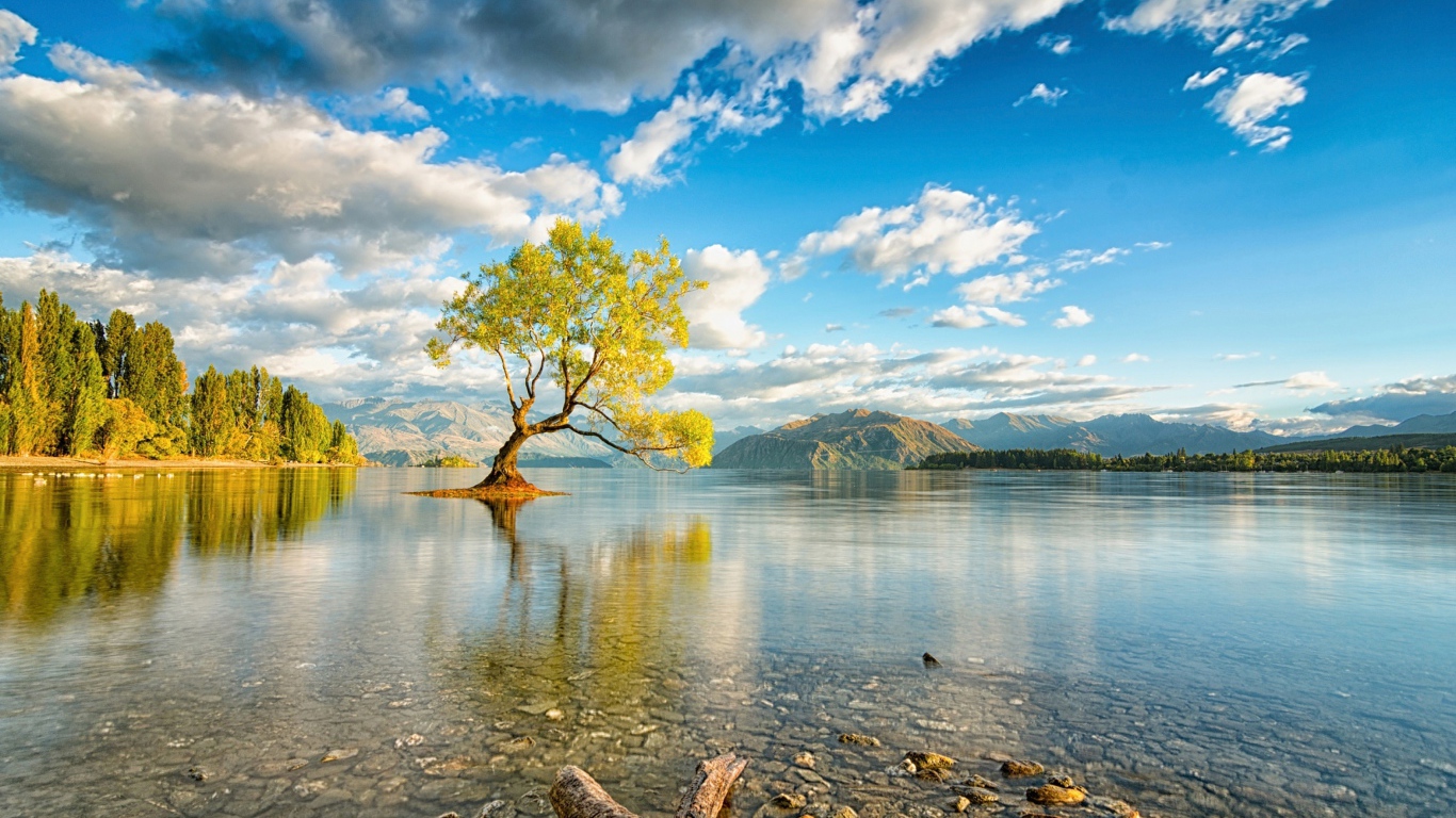 Дерево посреди озера под красивым небом с белыми облаками