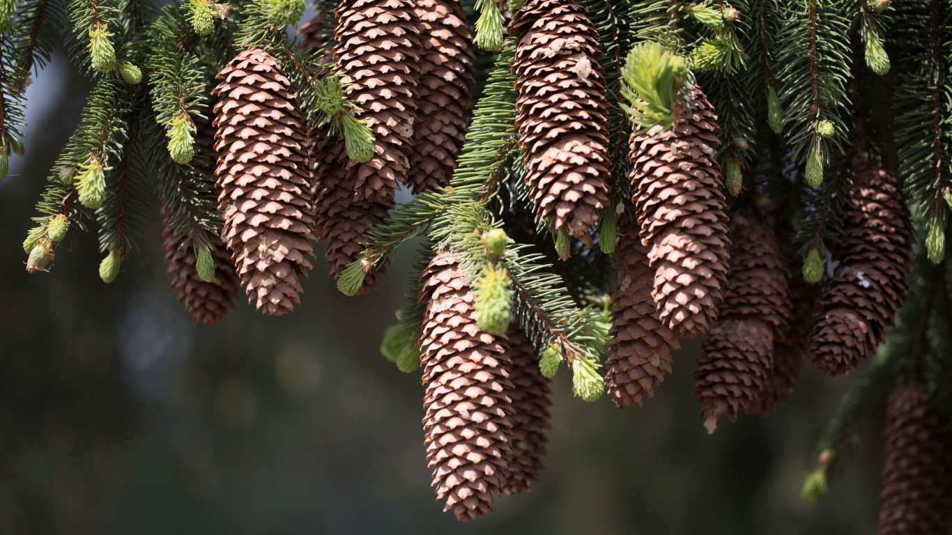 Большие шишки на зеленых ветках ели