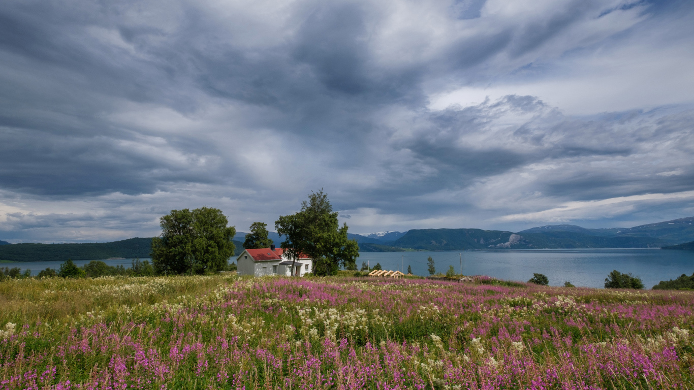 Пасмурное небо над озером и полем с красивыми цветами 