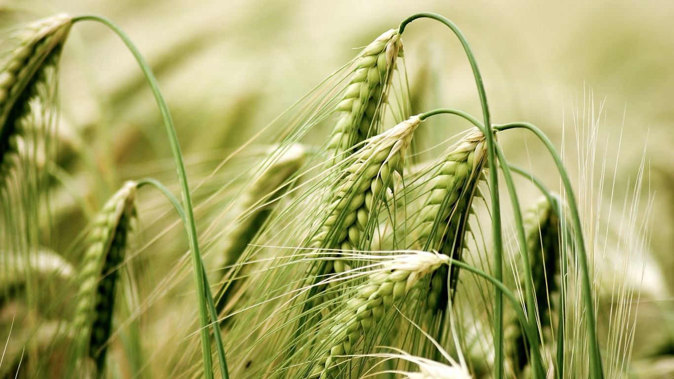 Зеленые колосья пшеницы крупным планом