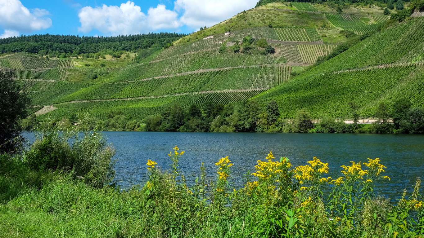 Зеленые поля на фоне реки