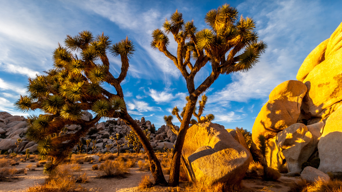 Большие тропические кактусы под голубым небом, США