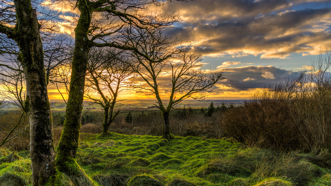 Покрытые мхом деревья на закате солнца