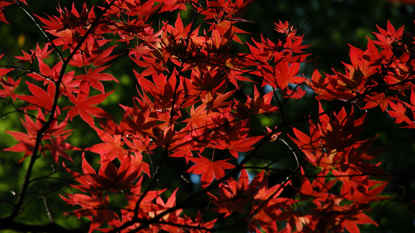 Красные листья на дереве осенью