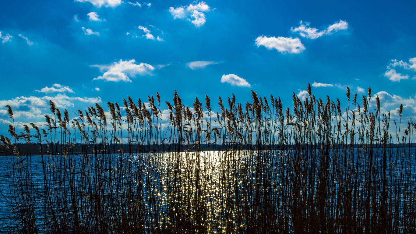 Reeds in a river under a beautiful blue sky