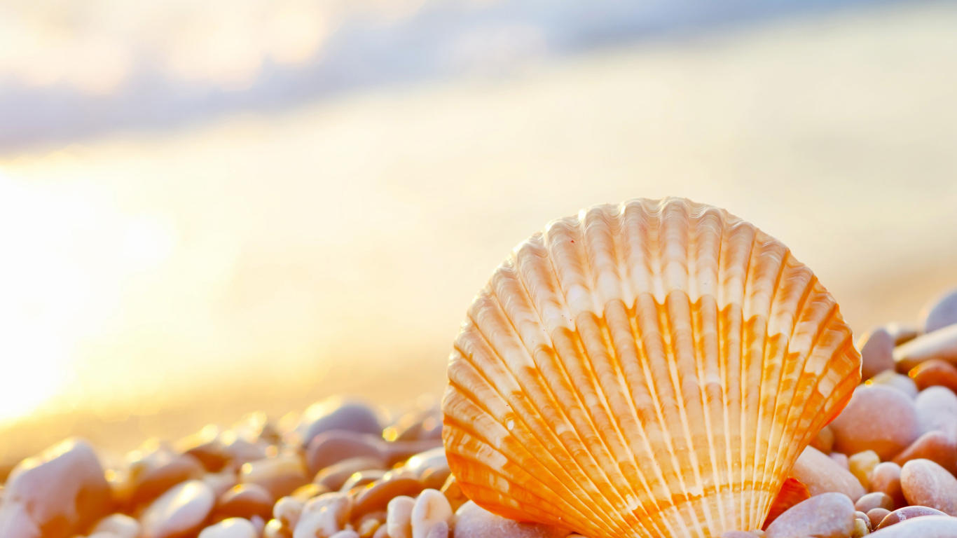 Ракушка на морской гальке на берегу моря 