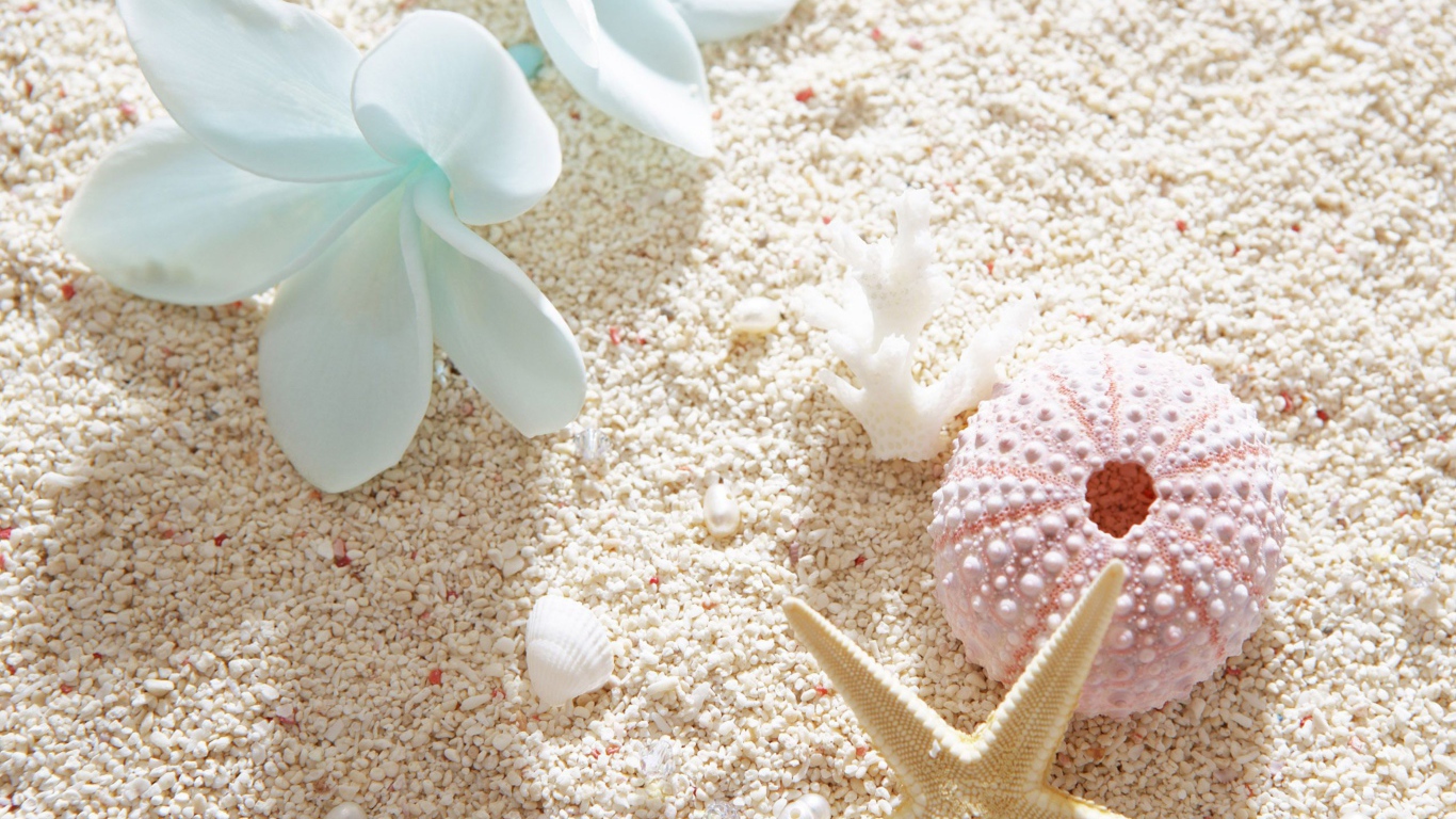 Seashells and plumeria flower on white sand
