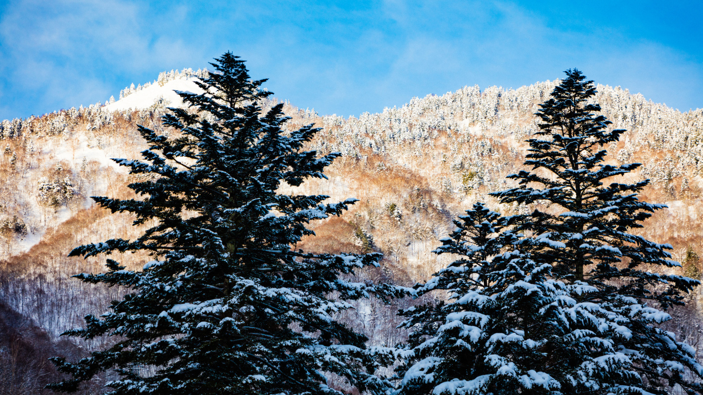 Заснеженные ели на фоне гор под голубым небом