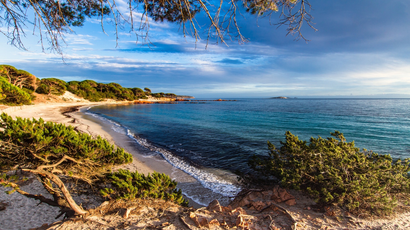 Деревья на побережье Корсика, Франция