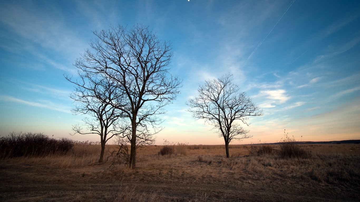Деревья под голубым небом,  пейзаж