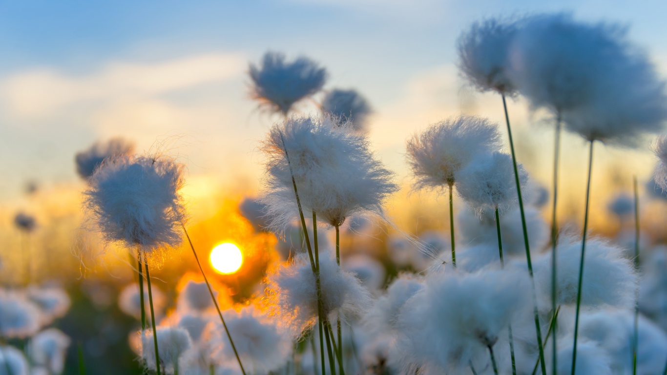 Белый хлопок на закате солнца