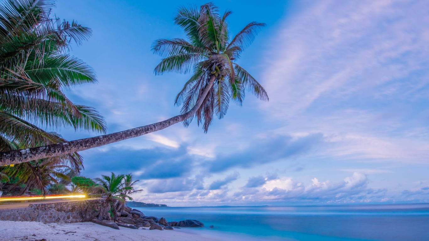Большая пальма на тропическом пляже на фоне красивого неба