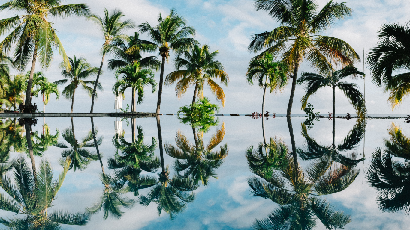 Зеленые пальмы отражаются в воде на пляже 