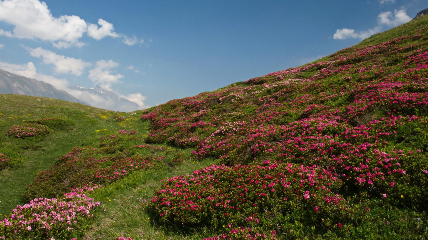 Поля с розовыми цветами рододендрона под голубым небом, Франция