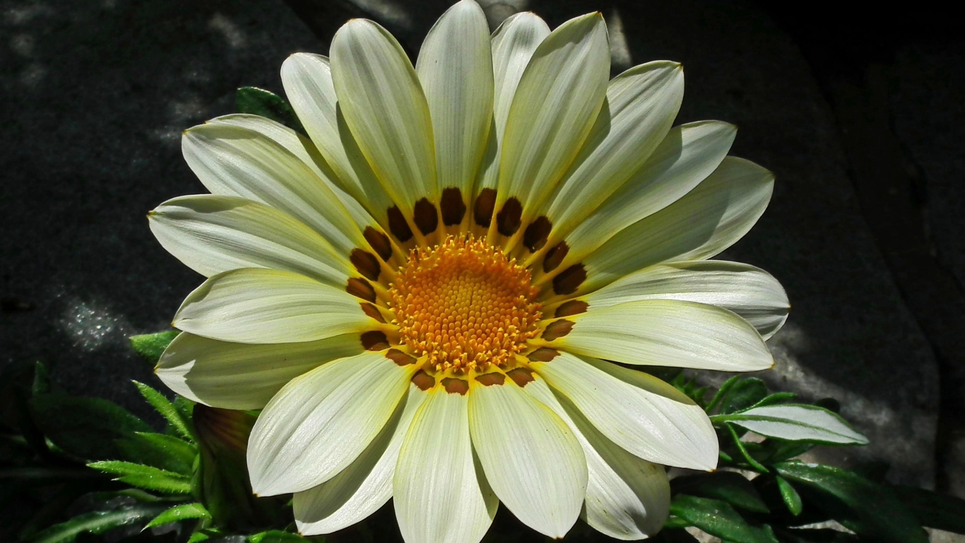 Красивый большой цветок газания крупным планом