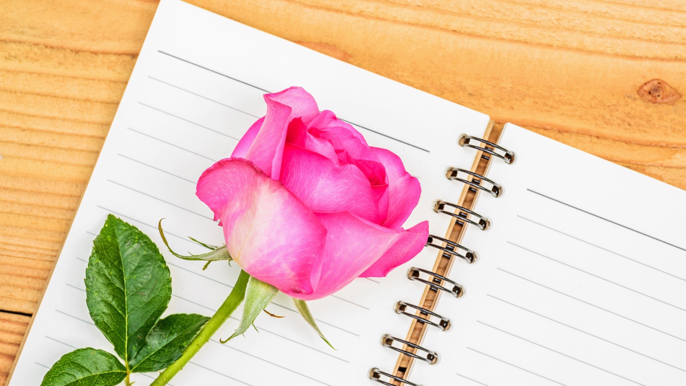 Красивая розовая роза лежит на блокноте на столе