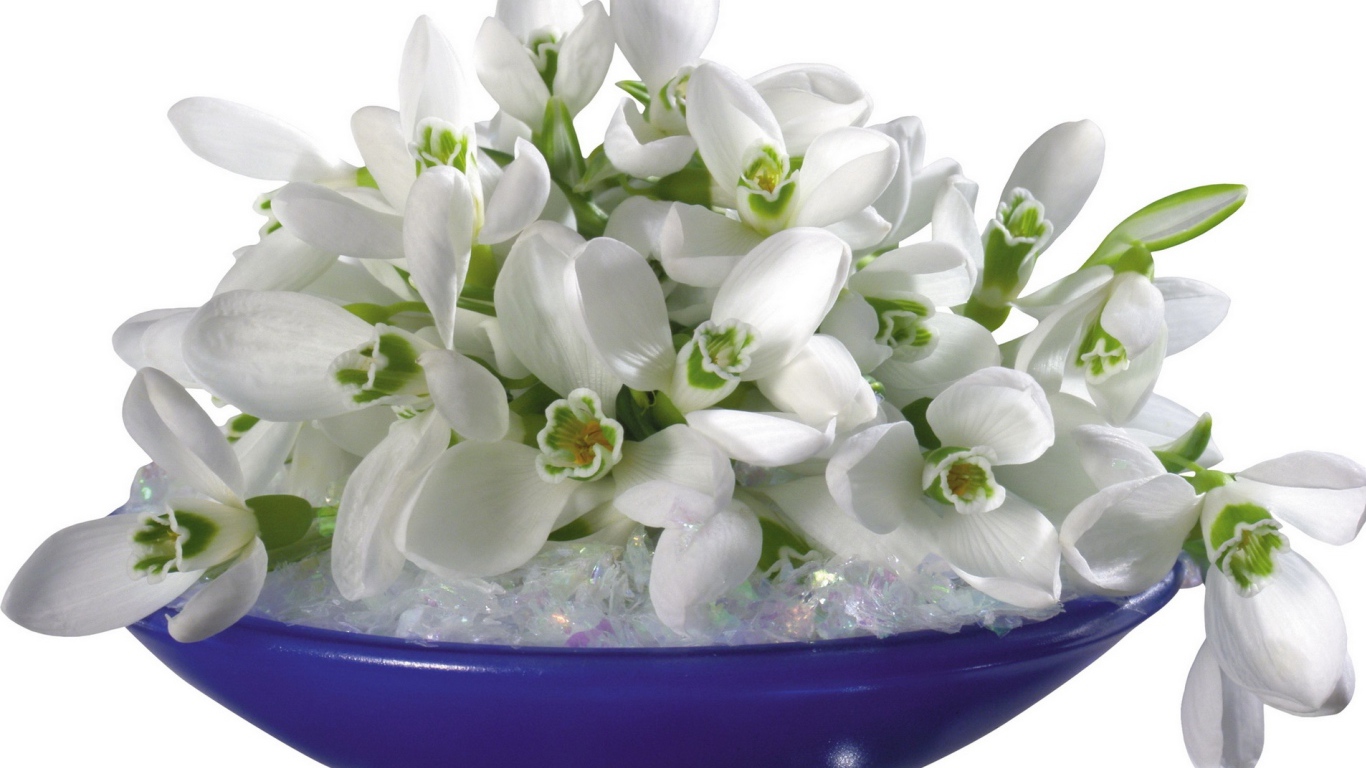 Букет подснежников лежит на синей тарелке на белом фоне