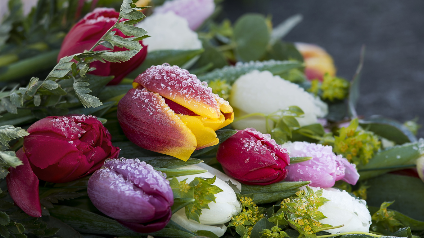 Букет нежных тюльпанов покрыт инеем