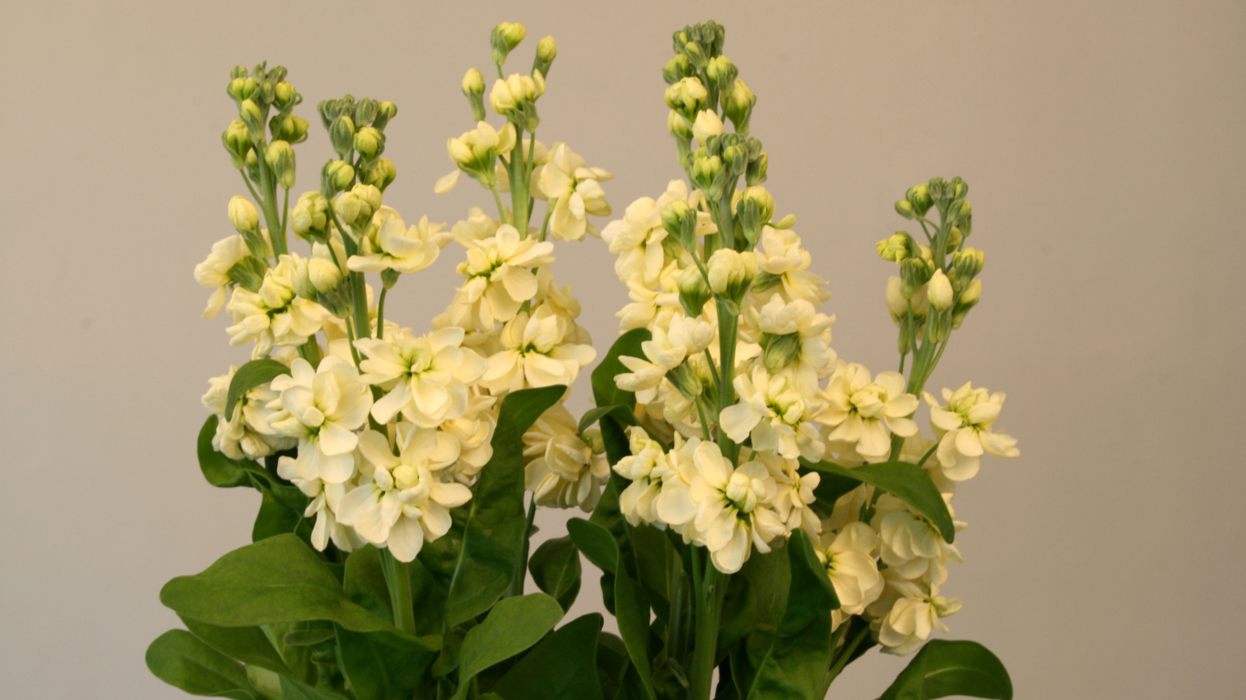 Букет белых цветов левкой 