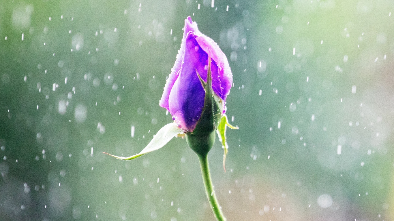 Бутон красивой розы под дождем