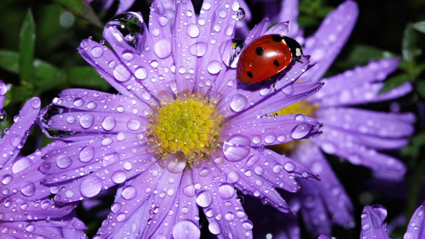 Божья коровка сидит на покрытом каплями воды цветке астры