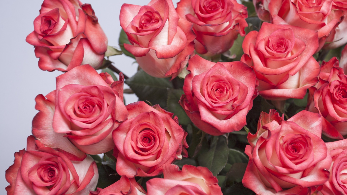 Большой букет розовых роз на сером фоне