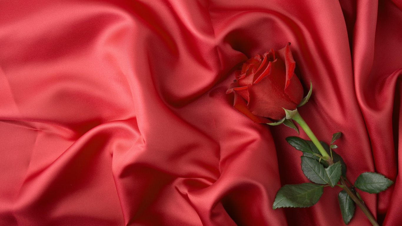 Красная роза лежит на красном шелковом покрывале