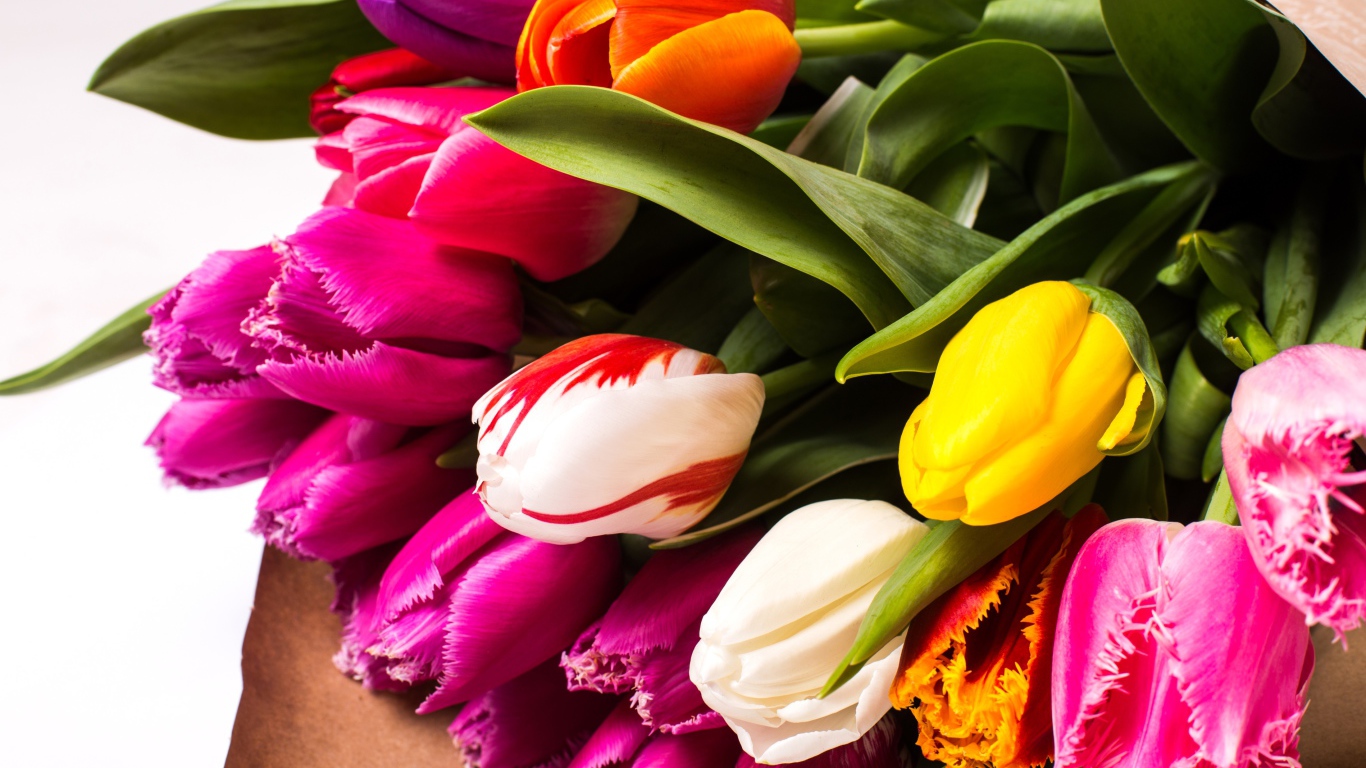 Красивый букет разноцветных тюльпанов крупных планом