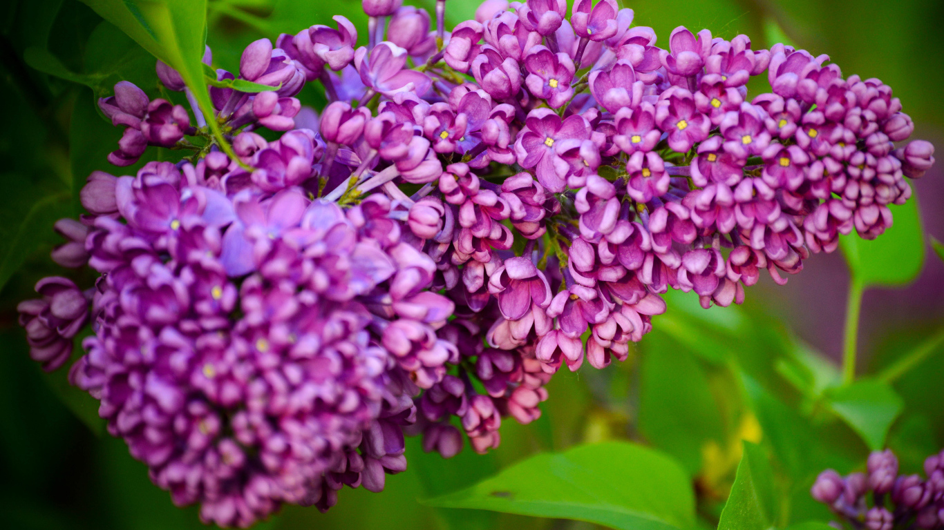 Красивая ветка весенней сирени