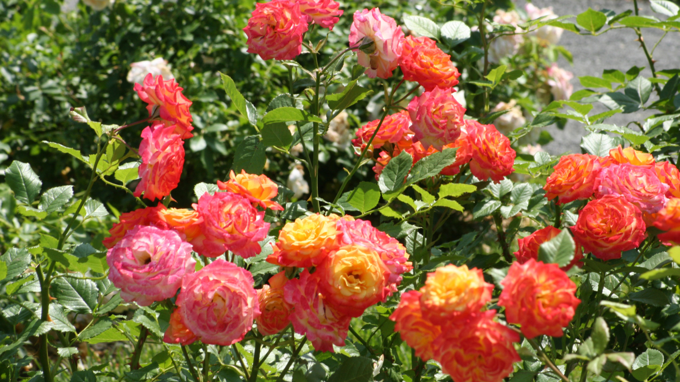 Красивые садовые розы на клумбе