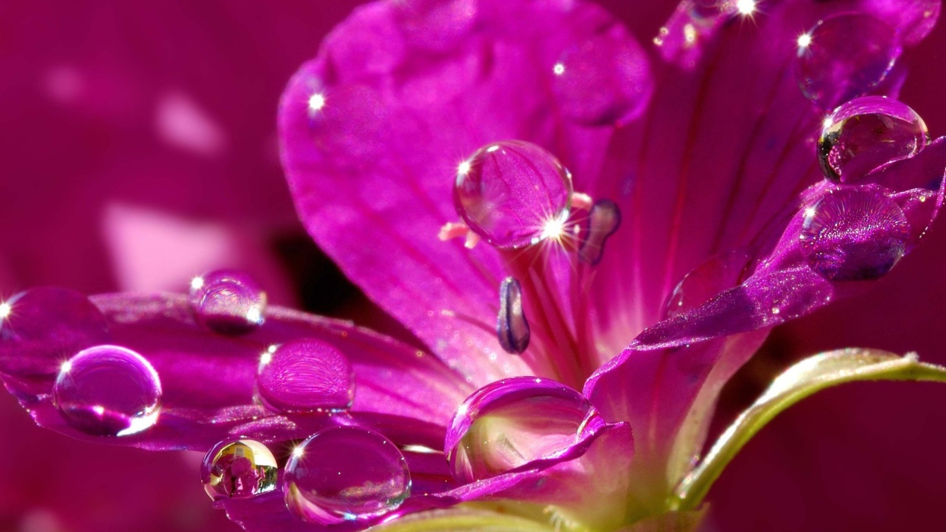 Красивый нежный сиреневый цветок в каплях воды