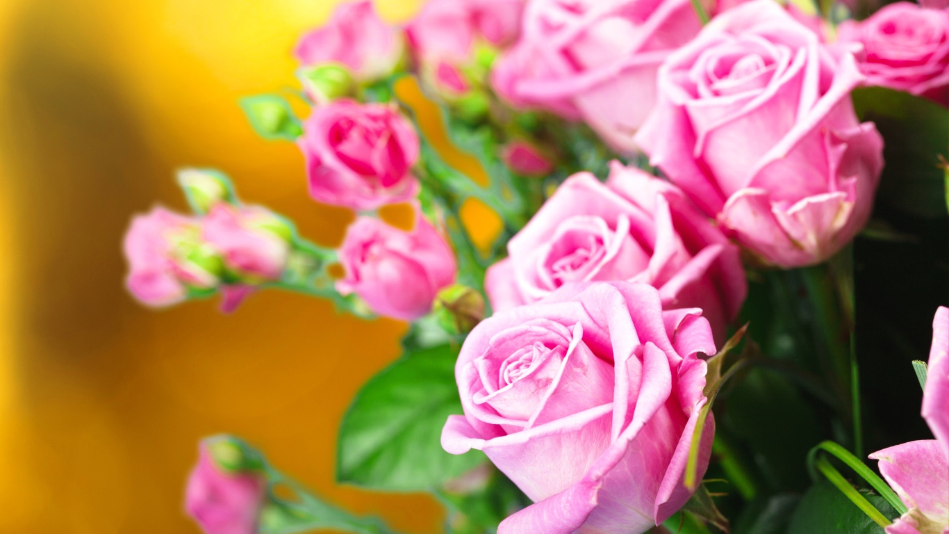 Красивые нежные розовые розы крупным планом 