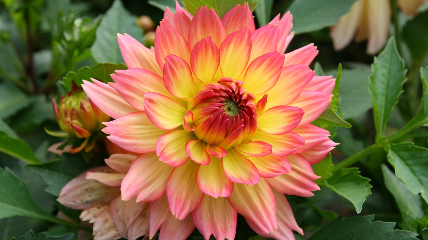 Красивый нежно розовый с желтым цветок георгина