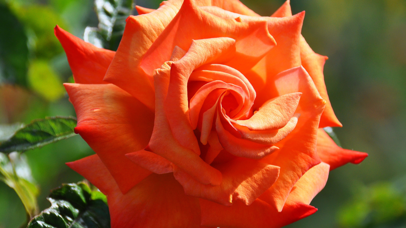 Красивый крупный цветок оранжевой розы