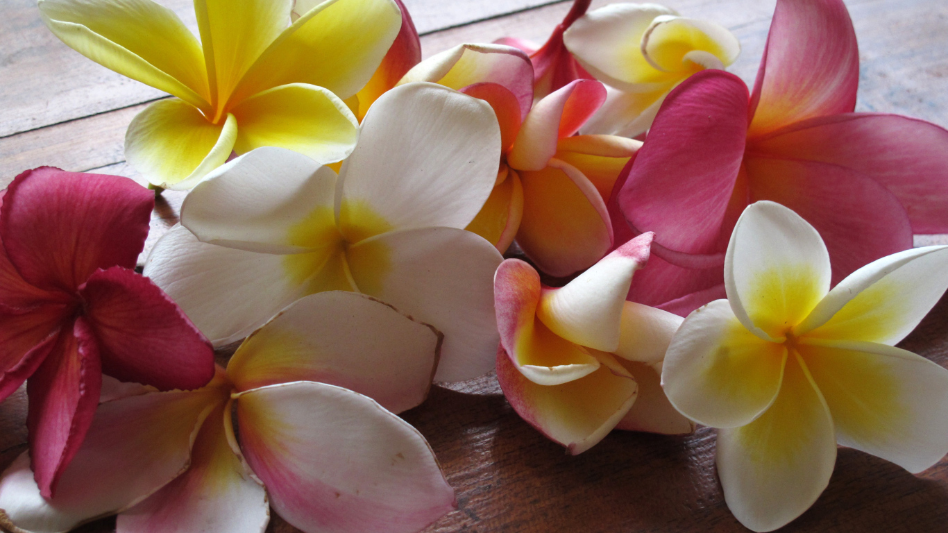 Красивые крупные цветы плюмерия