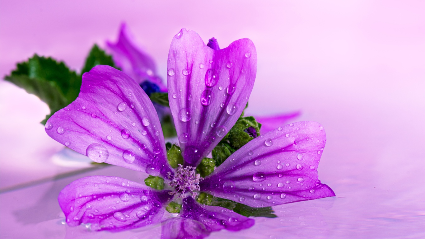 Красивый сиреневый цветок в каплях воды