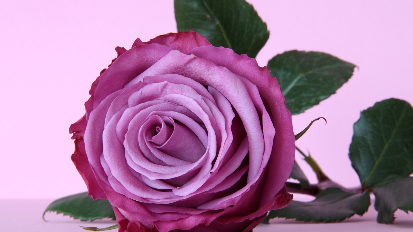 Красивая сиреневая роза крупным планом