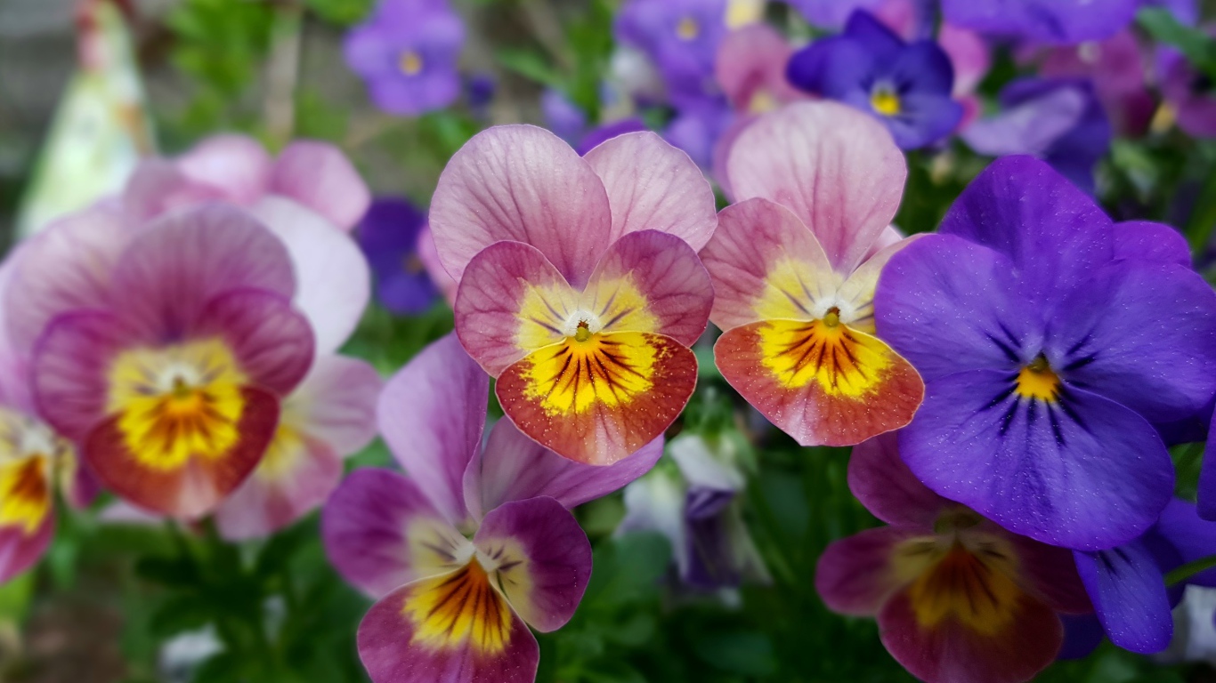 Красивые разноцветные цветы анютины глазки