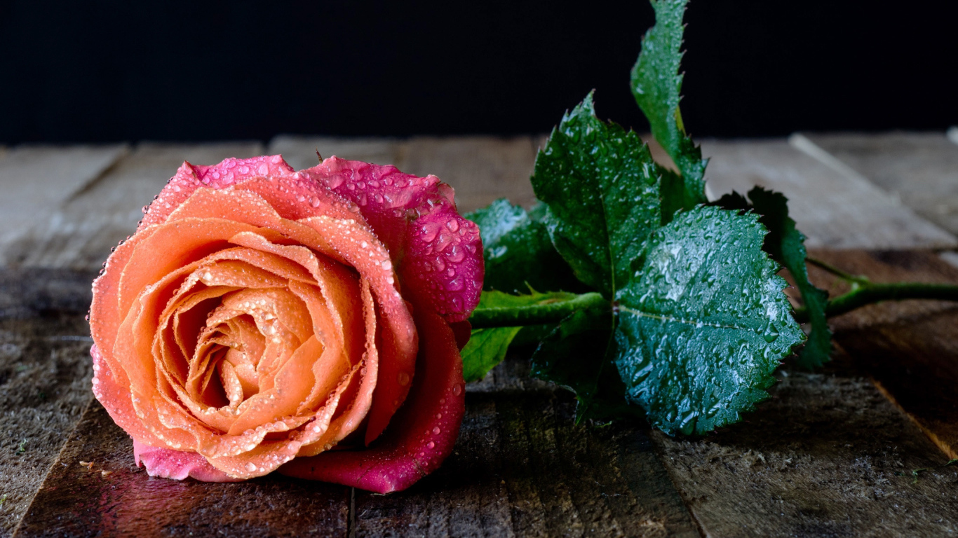 Красивый разноцветный цветок розы в каплях росы на столе