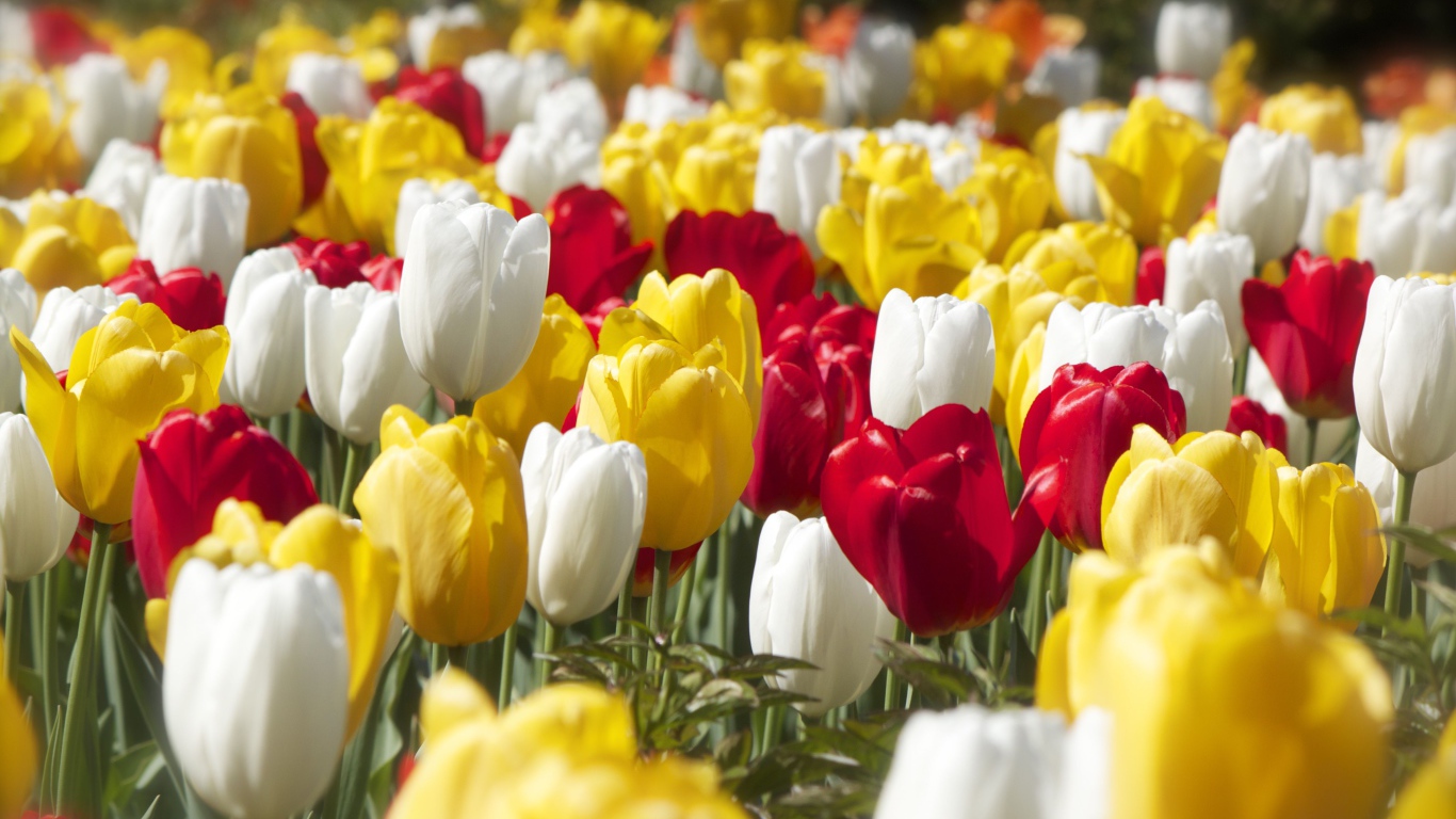 Красивые разноцветные тюльпаны под солнцем