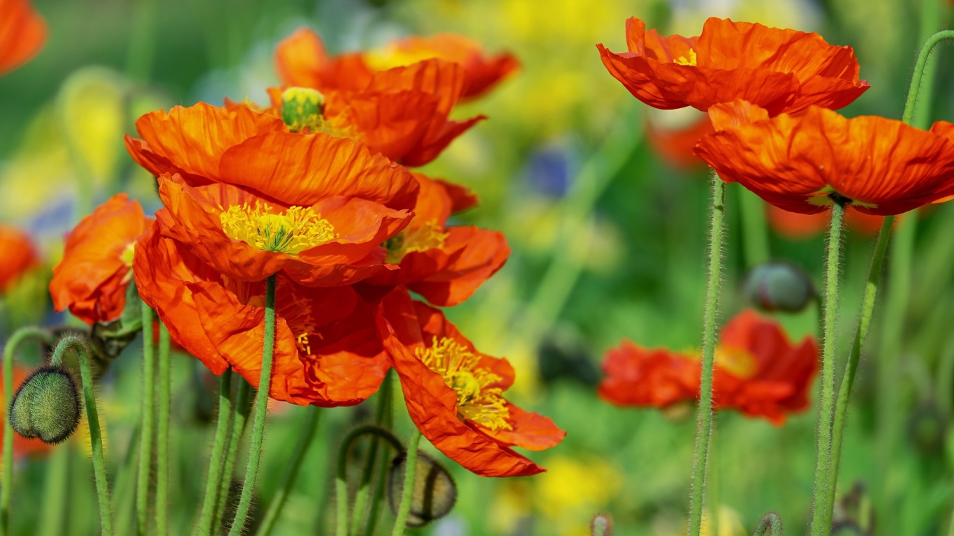 Красивые оранжевые декоративные цветы мака 