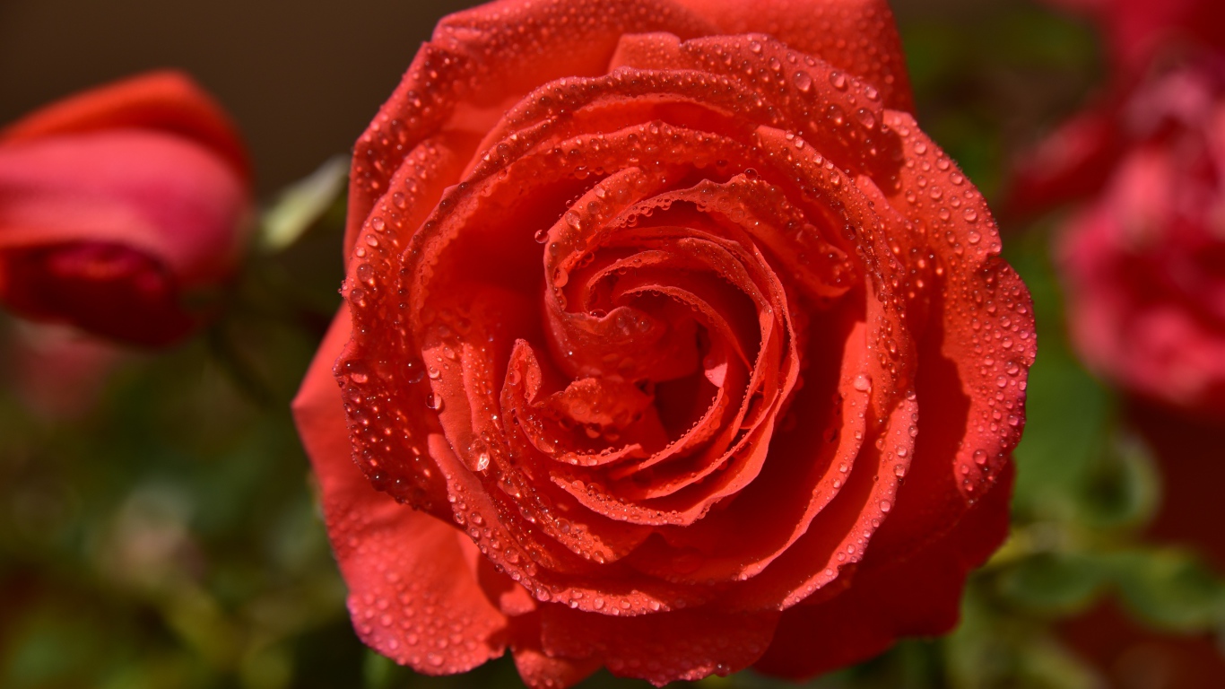 Красивая оранжевая роза в каплях утренней росы