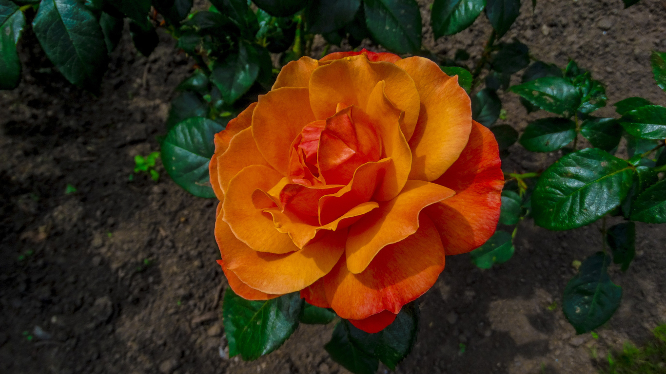 Красивая оранжевая роза на клумбе вид сверху