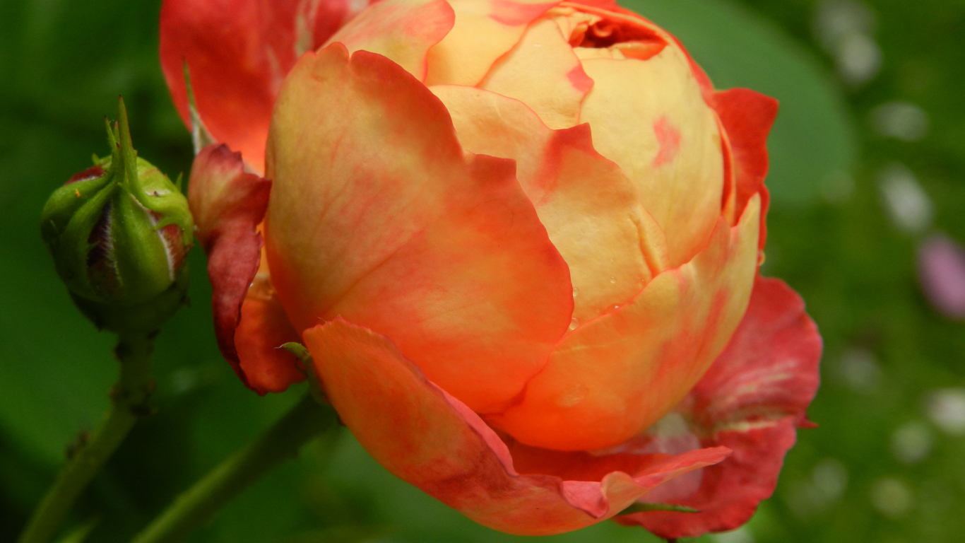 Красивая оранжевая роза с бутоном 