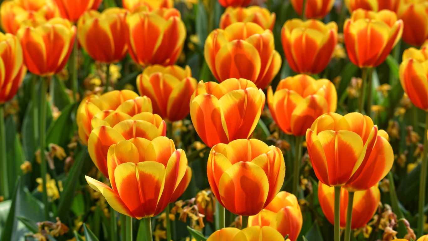 Красивые оранжевые тюльпаны крупным планом 