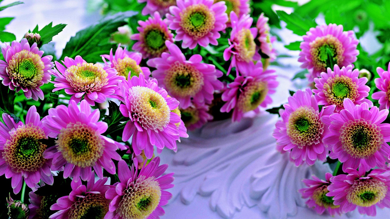 Красивые розовые хризантемы